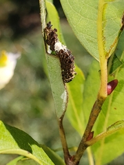 Limenitis