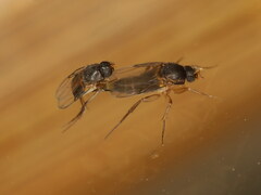 Dohrniphora cornuta