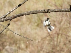 Microspingus melanoleucus
