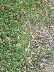 Tillandsia fasciculata