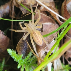 Micrommata