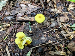Gloioxanthomyces nitidus