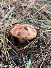 Lactarius vinaceorufescens
