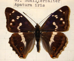 Apatura iris