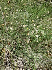 Chloracantha spinosa