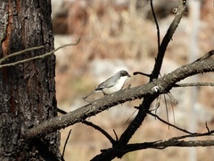 Microspingus melanoleucus