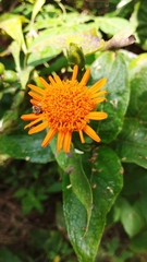 Lasianthaea macrocephala