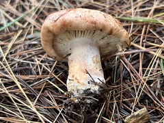 Lactarius vinaceorufescens