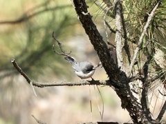 Microspingus melanoleucus