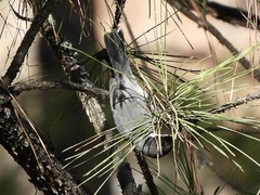 Microspingus melanoleucus