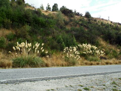 Austroderia richardii