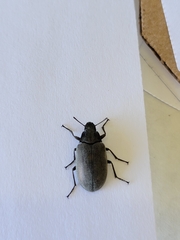 Bothrotes canaliculatus