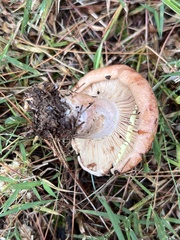 Lactarius vinaceorufescens