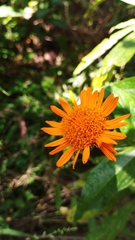 Lasianthaea macrocephala