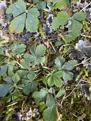 Potentilla canadensis