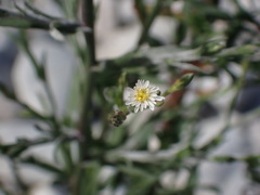 Symphyotrichum subulatum squamatum