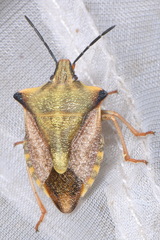 Carpocoris mediterraneus atlanticus