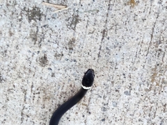 Diadophis punctatus punctatus