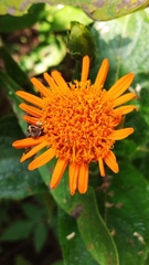 Lasianthaea macrocephala