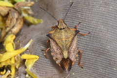 Carpocoris mediterraneus atlanticus