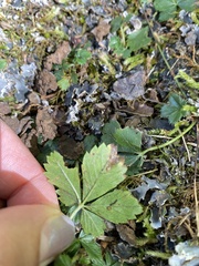 Potentilla canadensis