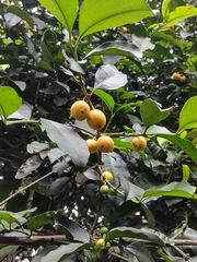 Garcinia macrophylla