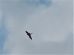 Hirundo rustica