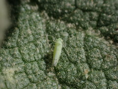 Micantulina stigmatipennis