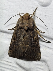 Condicini