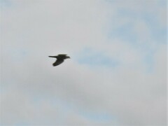 Streptopelia decaocto