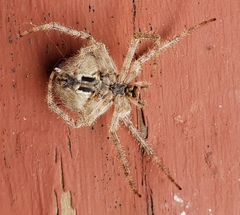 Araneus cavaticus