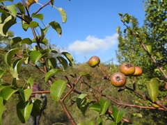 Pyrus communis