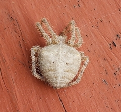 Araneus cavaticus