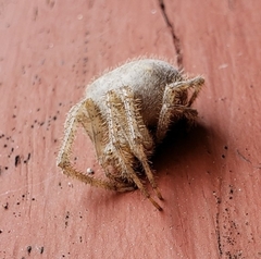 Araneus cavaticus