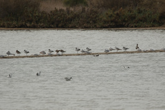 Chroicocephalus genei