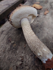 Leccinum scabrum