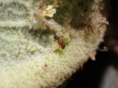 Tetramorium