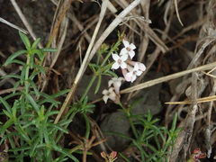 Asperula cynanchica