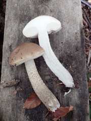 Leccinum scabrum