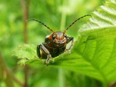 Cantharis