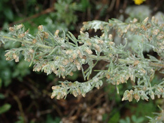 Artemisia santonicum