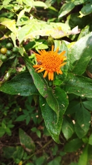 Lasianthaea macrocephala