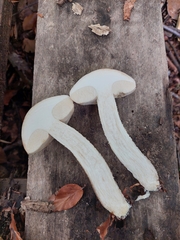 Leccinum scabrum