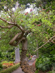 Erythrina rubrinervia
