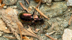 Pterostichus burmeisteri