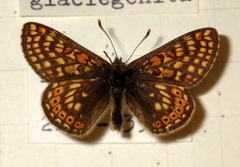 Euphydryas