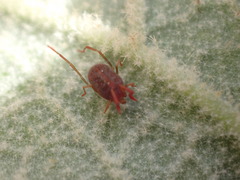 Erythraeidae