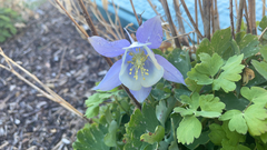 Aquilegia coerulea