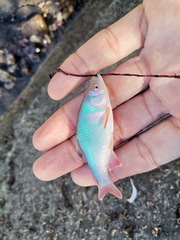 Cyprinella lutrensis