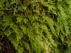 Stereodon subimponens